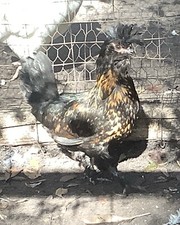 Russian pavlovskaya eggs for sale  Brooksville