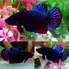 Cartel de luchador Betta azul macho - IMPORTAR PECES BETTA VIVOS DE TAILANDIA segunda mano  Embacar hacia Mexico