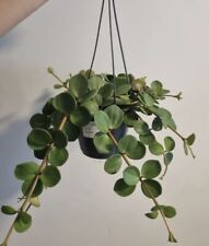 Peperomia hope 12cm for sale  LONDON