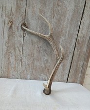 Abwurfstange geweih rothirschg gebraucht kaufen  Großalmerode