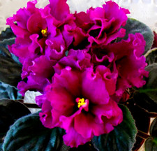 African violet plant for sale  Temple
