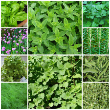 Herb essentials seeds for sale  LEICESTER