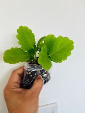 Cuban oregano plant for sale  HOUNSLOW
