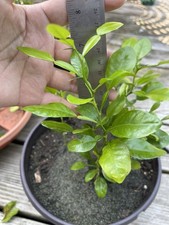 Kaffir lime plants. for sale  Pembroke