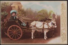 Goat cart young for sale  BRIGHTON