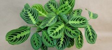 Maranta lemon lime for sale  Woodland Hills
