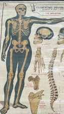 Antique anatomical chart for sale  SOUTHSEA