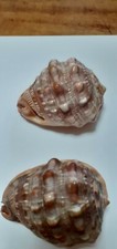 Conchiglie cassis rufa usato  Malo