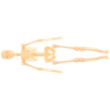 Human skeleton model for sale  Shipping to Ireland