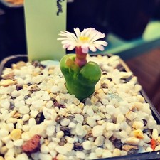 Conophytum devium mesembs d'occasion  Villié-Morgon
