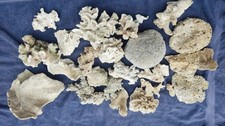 Echte korallen aquarium gebraucht kaufen  Bocholt
