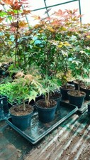Acer palmatum atropurpureum gebraucht kaufen  Guben