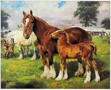 Mare foal county for sale  BARNSLEY