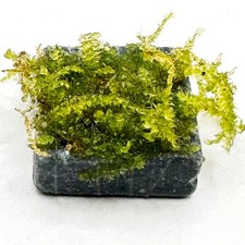 Assorted live aquarium for sale  ACHARACLE