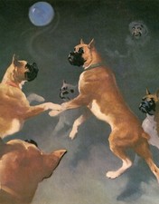 Boxer dogs playing for sale  COLEFORD