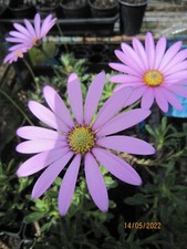 Osteospermum jucundum compactu for sale  PERTH