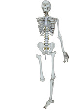 Vintage human skeleton for sale Vintage human skeleton for sale  UK