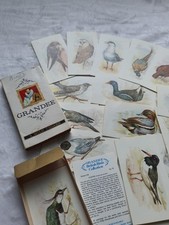Grandee british birds for sale  GLASGOW