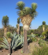 Yucca filifera mexican for sale  Redmond