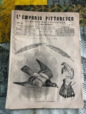 piccioni viaggiatori usato piccioni viaggiatori usato Viu