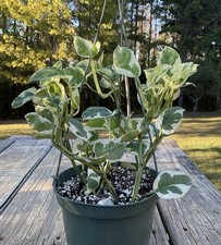 Pothos njoy live for sale Pothos njoy live for sale  Olivehill