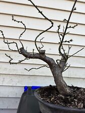 apricot tree for sale  Silver Spring