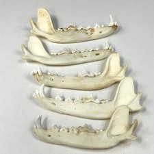 Lot assorted coyote for sale  Waseca