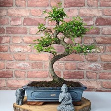 Large chinese elm for sale  LEEDS