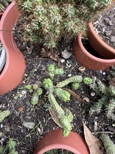 Euphorbia pseudoglobosa monstr for sale  Mobile