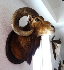 Tierpräparat mufflon widder gebraucht kaufen Tierpräparat mufflon widder gebraucht kaufen  Dortmund