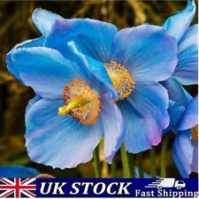 500 rare exquisite for sale  LONDON