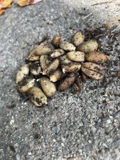 Seeds sprouted sumatra for sale  Napa