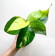 Pothos brasil satin for sale  MARKET HARBOROUGH