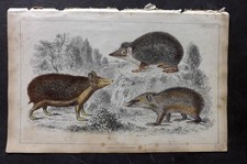 Goldsmith 1851 print. for sale  UK