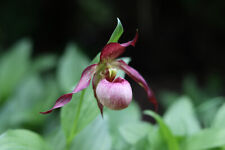 Cypripedium carol ilene gebraucht kaufen  Pennigsehl