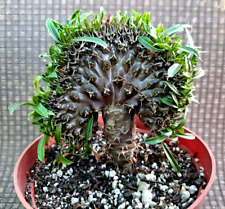 Pachypodium lamerei cristata for sale  Mira Loma