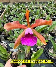 Houseplant cattleya orchid for sale  Danielson