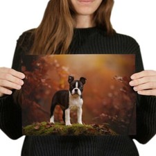 Boston terrier puppy for sale  SELBY