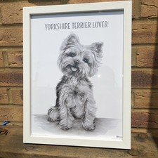 white yorkshire terrier for sale white yorkshire terrier for sale ROYSTON