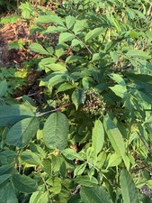 Adams elderberry york for sale  Wasilla