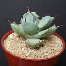 Agave pygmaea exotic for sale  Miami