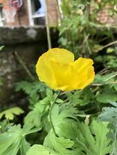 Welsh poppy seeds for sale  GREAT MISSENDEN