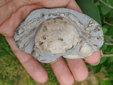 Branchioplax crab fossil for sale  La Plata