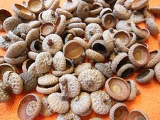 Real oak acorn for sale  Albuquerque