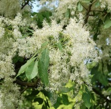 Fraxinus bungeana cenere usato  Napoli