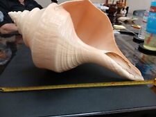 trumpet shell for sale trumpet shell for sale Costa Mesa