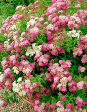 Spiraea japonica shirobana for sale  NORTHWICH