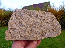Top fossil platte gebraucht kaufen  Weiden