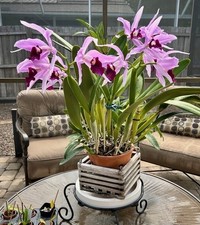 laelia for sale laelia for sale Tampa