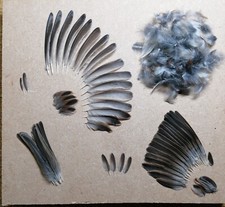 House sparrow feathers for sale  HALESOWEN